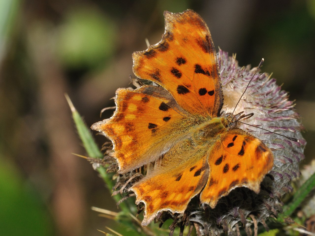 Quale Polygonia? - Polygonia c-album